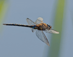 Migrant_hawker_flying.gif