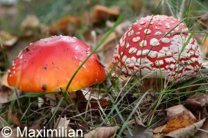 mushroom_10.JPG