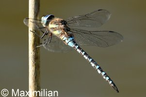 migrant_hawker_03.JPG