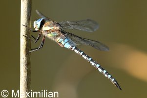 migrant_hawker_04.JPG