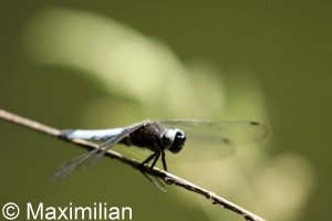 scarce_chaser_05.JPG