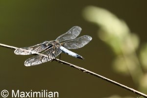 scarce_chaser_06.JPG