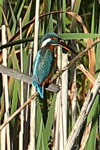 kingfisher_02_k.JPG