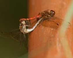 309A5688-DxO_common_darter_dragonly_copulating-ls-sm.jpg