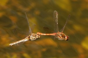 309A5777-DxO_Common_darter_dragonfly_male+female_flying-lssm.jpg