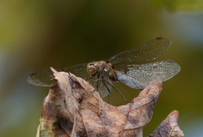 Common_Darter_Dragonfly_S&B5-8.jpg