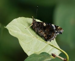 Red_admiral_Butterfly_side S&B_26_3images_small.jpg