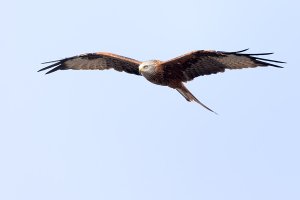 RedKite.jpg