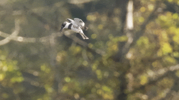 Kingfisher Hover.gif