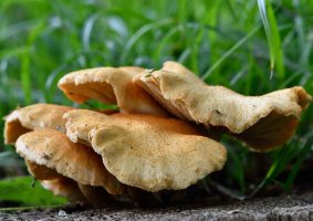 Gymnopilus subtropicus 1_DxO.jpg
