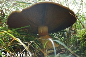 mushroom_14.JPG