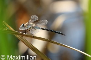 migrant_hawker_05.JPG