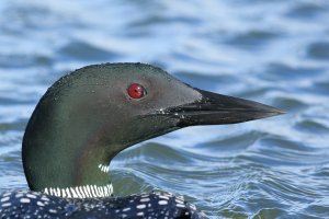 Eistaucher Island Myvatn 2016_06_01.JPG