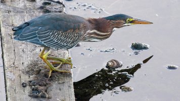 Green heron hunting_0959.JPG