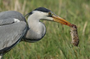 Graureiher mit Maus Nidda 2020-04-05-3.JPG