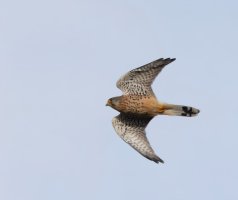 309A6219-DxO_Kestrel_flying_g-2_00x.jpg