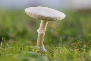 Side Yard Mushroom II Small.jpg