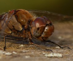 Common_Darter_Dragonfly_S&B_crop.jpg