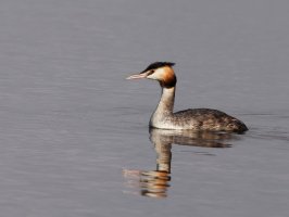 309A6264_DxO_great_crested_grebe_LS1.jpg