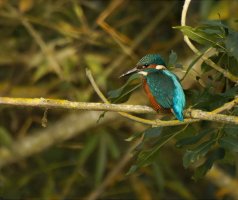 Kingfisher_on_branch_back_S&B-sm.jpg