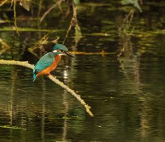 Kingfisher_on_branch1_front-lsS&B-sm.jpg