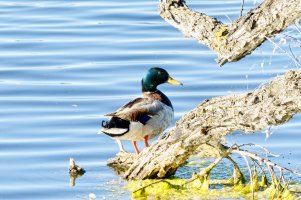 _36A4752_DxO copy.jpg