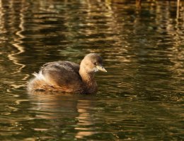 309A6943-DxO_1120mm_little_grebe-ls-ssm1.jpg