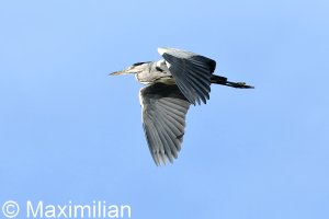 heron_BIF_07.JPG