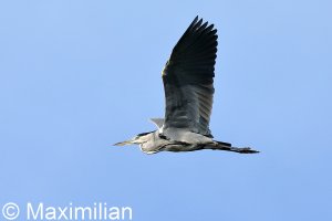 heron_BIF_08.JPG