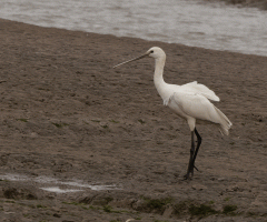 Spoonbill_Walking_.gif