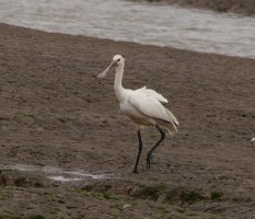 309A8451-DxO_1000mm_spoonbill_walking.jpg