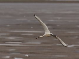 309A8431-DxO_1000mm_spoonbill_flying_1-lssm.jpg