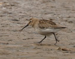 309A8120-DxO_1000mm_dunlin_vg.jpg