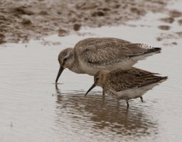 309A8270-DxO_1000mm_Knot+dunlin_g-sm.jpg