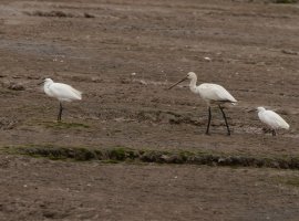 309A8421-DxO_Spoonbill+2_egrets.jpg