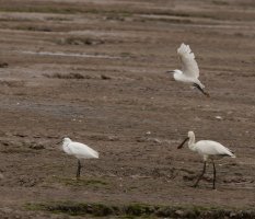 309A8422-DxO_Spoonbill+2_egrets_flying.jpg