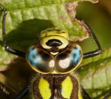 309A8672-DxO_Southern_hawker_Dragonfly_back_of_head_cr.jpg