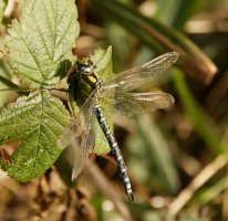 Southern_Hawker_Dragonfly_side_small_537-543_cr.jpg