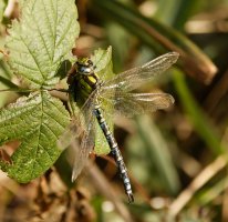 Southern_Hawker_Dragonfly_side_small_537-543_cr.jpg