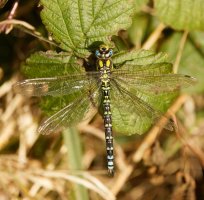 Southern_Hawker_Dragonfly_Back_small_669_672_S&B_cr.jpg