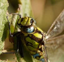 Southern_Hawker_Dragonfly_Eye_crop_663-665_S&B_.jpg