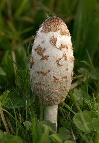 Shaggy_inkcap_small.jpg Shaggy_inkcap_small.jpg
