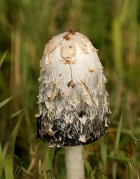 Shaggy_Inkcap1_small.jpg