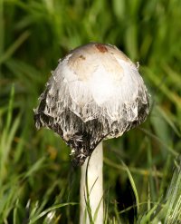 Shaggy_inkcap2_small.jpg Shaggy_inkcap2_small.jpg