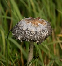 Shaggy_Inkcap3_small.jpg