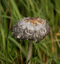 Shaggy_Inkcap3_small.jpg Shaggy_Inkcap3_small.jpg