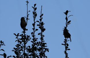 5D3_8620 pciasa crop - Copy.jpg 5D3_8620 pciasa crop - Copy.jpg