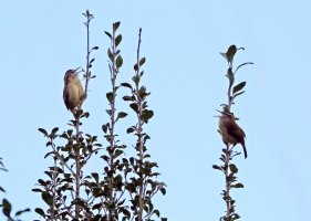 5D3_8620 ps3 fix picasa fix - Copy.jpg 5D3_8620 ps3 fix picasa fix - Copy.jpg