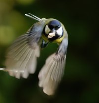 309A9025-DxO_RF100-400mm_great_tit_flying_towards-sm.jpg