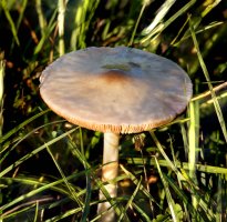 Stubble_Rosegill_Mushroom_top_side _sm.jpg